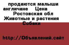продаются малыши англичане  › Цена ­ 5 000 - Ростовская обл. Животные и растения » Собаки   